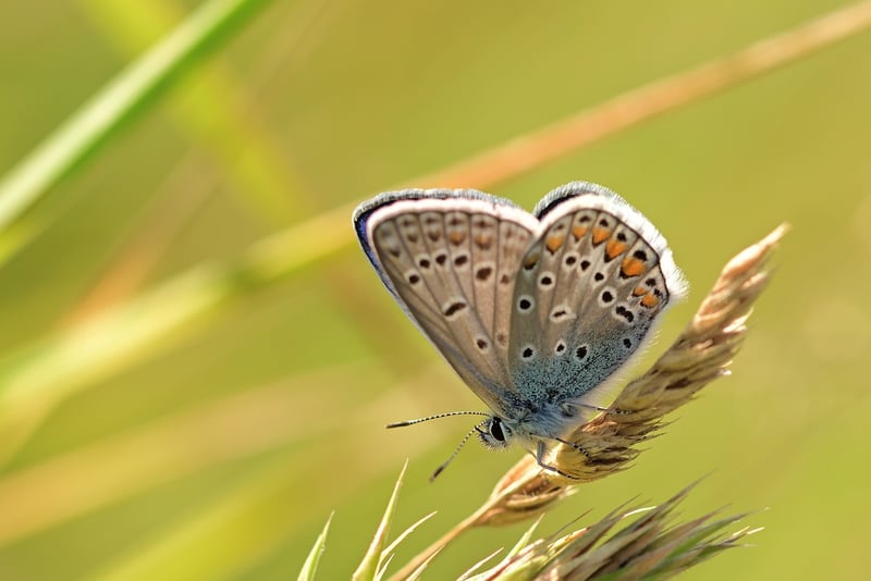 Pollinator Garden in Community Project
