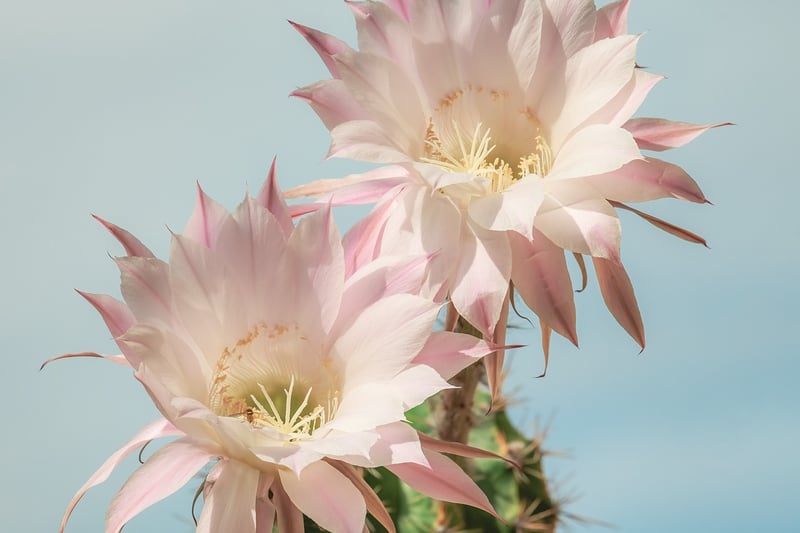 Cactus Care